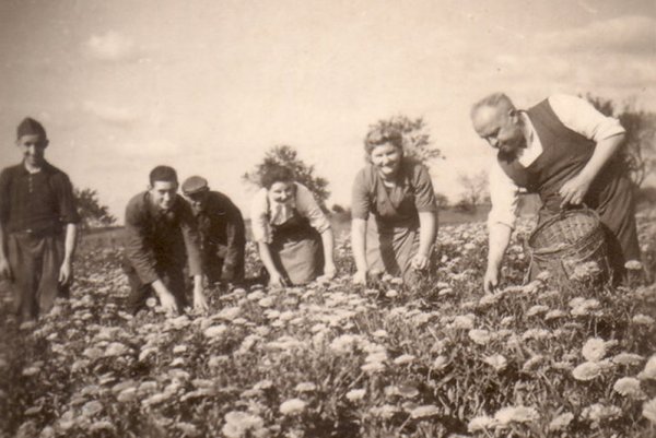 1930 kraeutermix