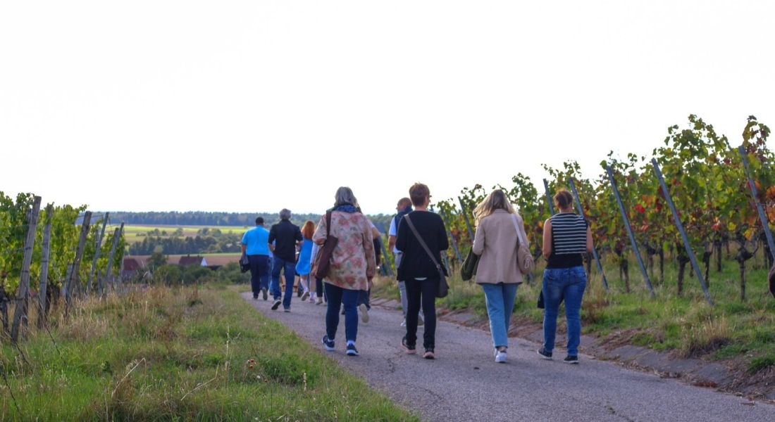 Führung durch die Weinberge Führung durch die Weinberge