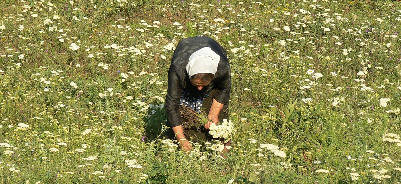 Kräuter Mix GACP Peshkopia Millefolium
