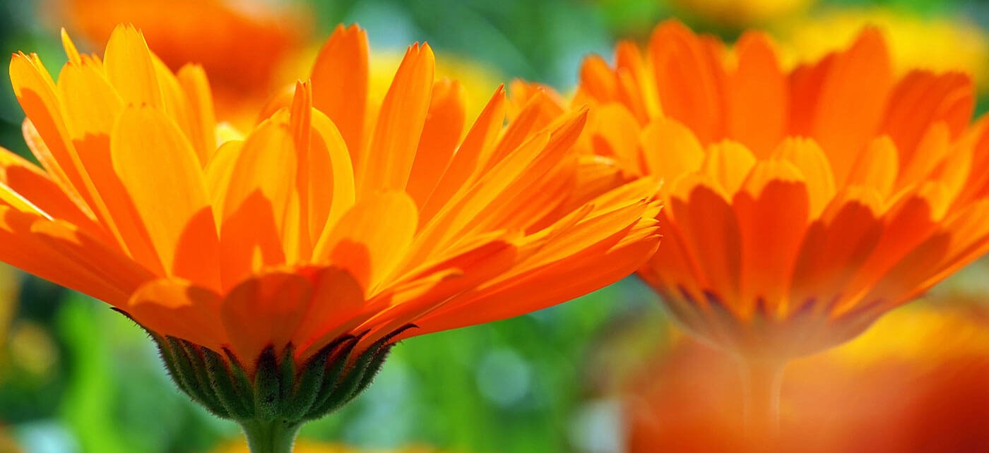 Kräuter Mix GACP Pflanze Ringelblume