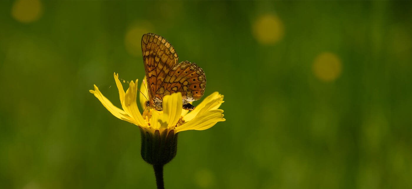 Kräuter Mix Pflanze Arnika Schmetterling