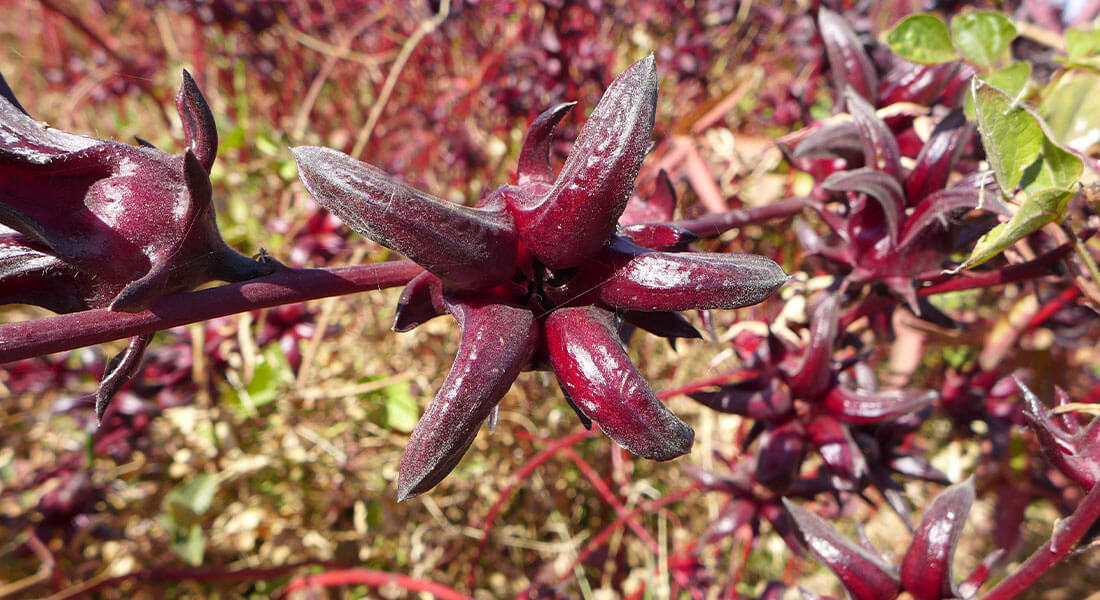 Kräuter Mix Pflanze Hibiskus