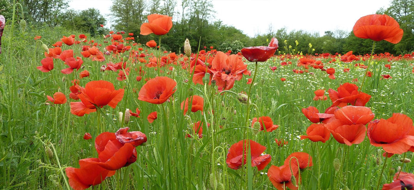 Kräuter Mix Pflanze Mohn
